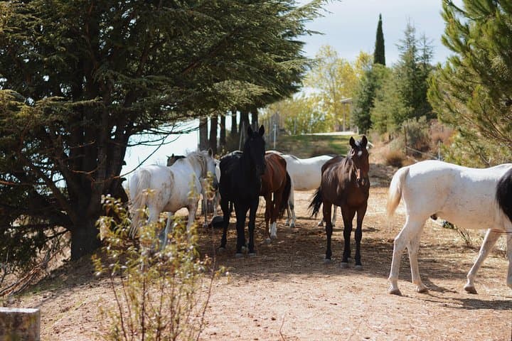 Our Horses