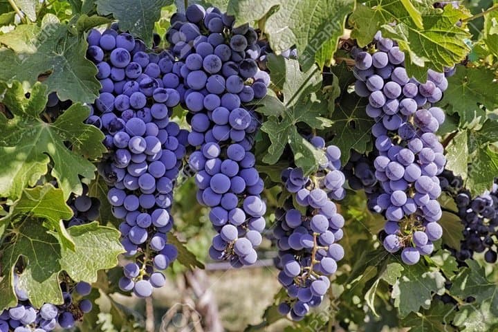 Empordà Vineyards