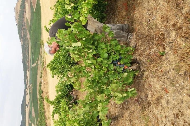 Olive oil and Navarre winery visit with tastings and lunch in small group tour