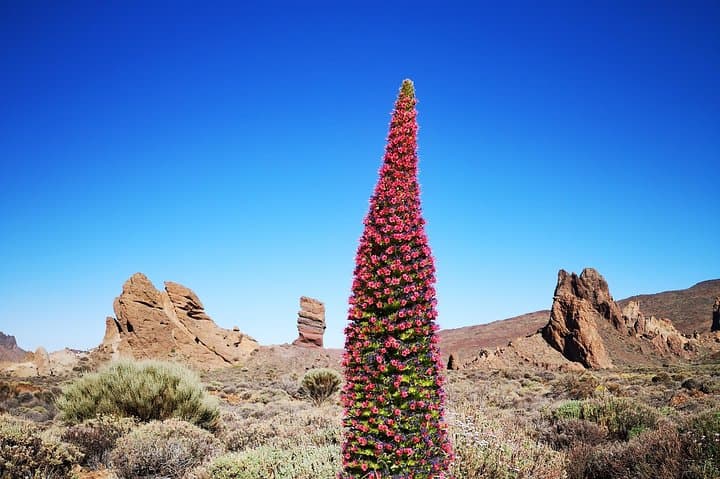 Teide National Park for smaller groups