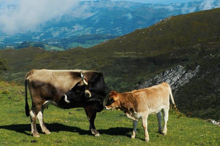 One-way Private Transfer From/To Asturias Airport