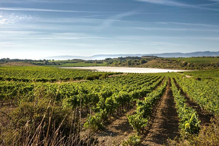La Rioja wine tour: winery and traditional lunch from Bilbao