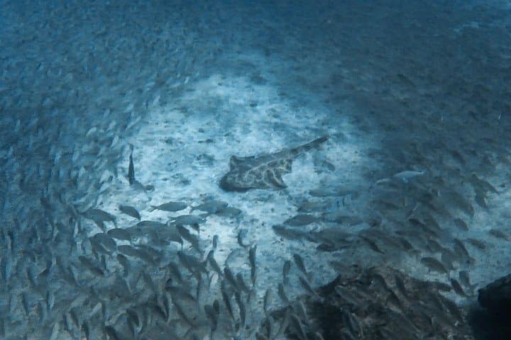 Open Water Diver Scuba Diving Course in Puerto de Mogan