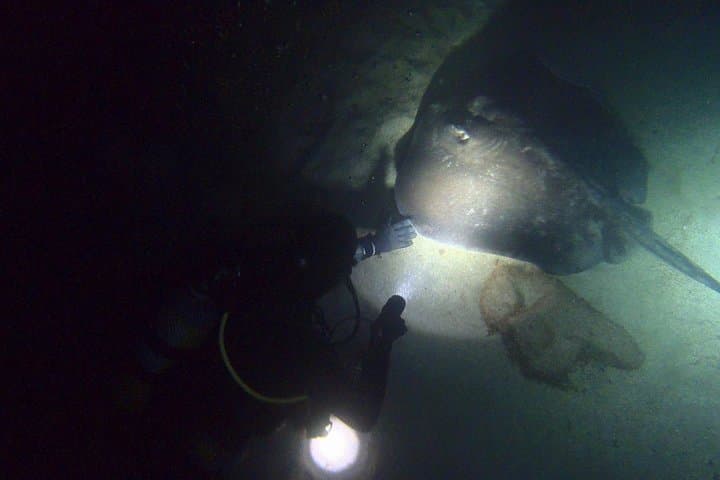 PADI Night Diver Speciality at Puerto de Mogan