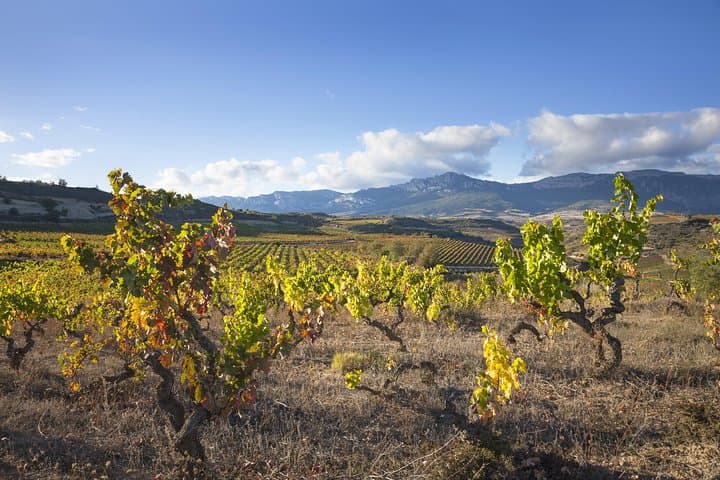 Wine tour: winery and traditional lunch from La Rioja