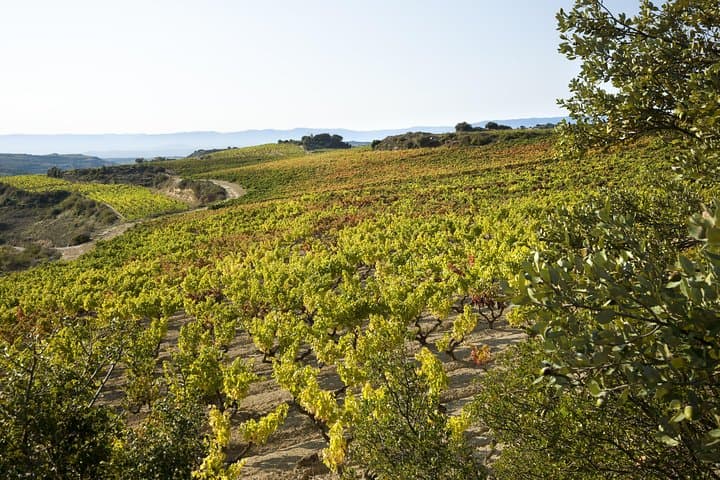 Wine tour: winery and traditional lunch from La Rioja