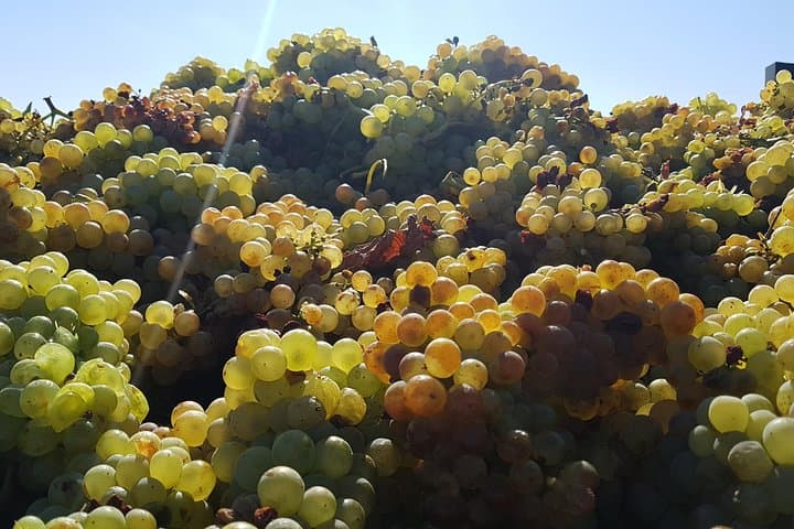 Rioja Full Experience Tour from San Sebastian with Lunch