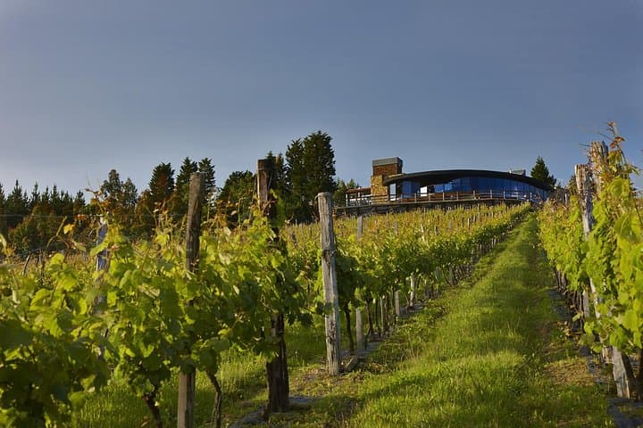 Txakoli wine tour from Bilbao
