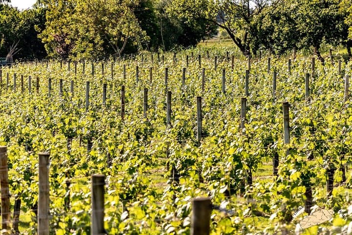Txakoli wine tour from Bilbao