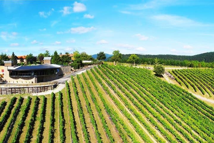 Txakoli wine tour from Bilbao