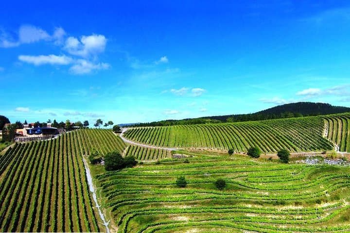 Txakoli wine tour from Bilbao