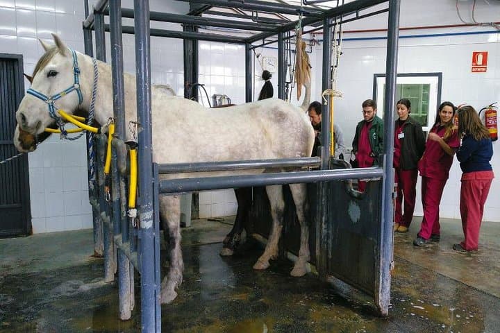 Carthusian Stud private – Yeguada de la Cartuja