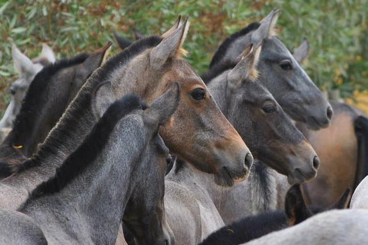 Carthusian Stud private – Yeguada de la Cartuja