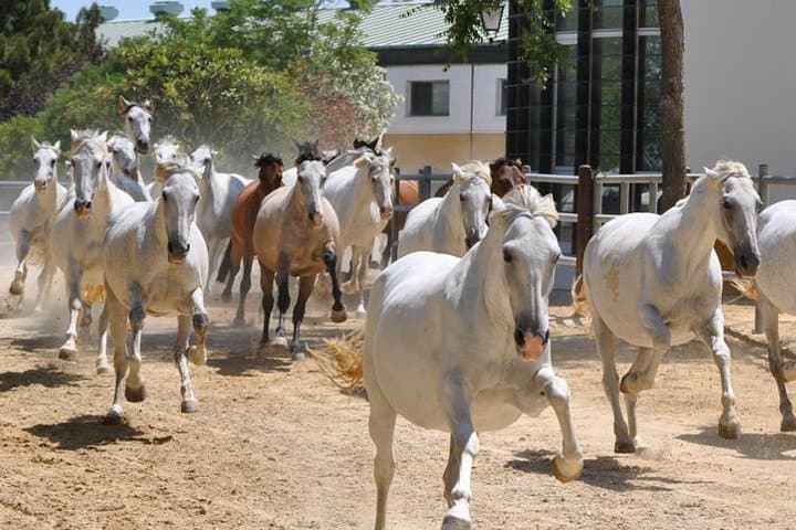 Carthusian Stud private – Yeguada de la Cartuja