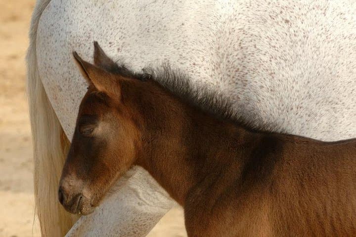 Carthusian Stud private – Yeguada de la Cartuja