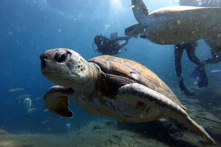 PADI Scuba Dive Course in Costa Adeje