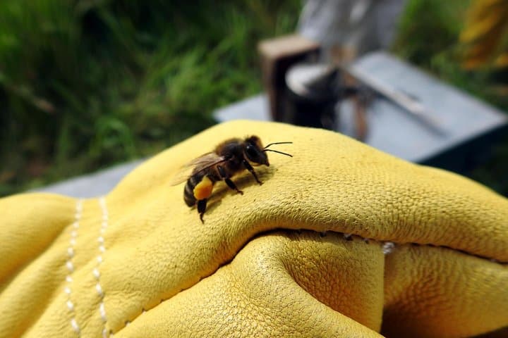 Bee Excursions in the Sierra de Cadiz