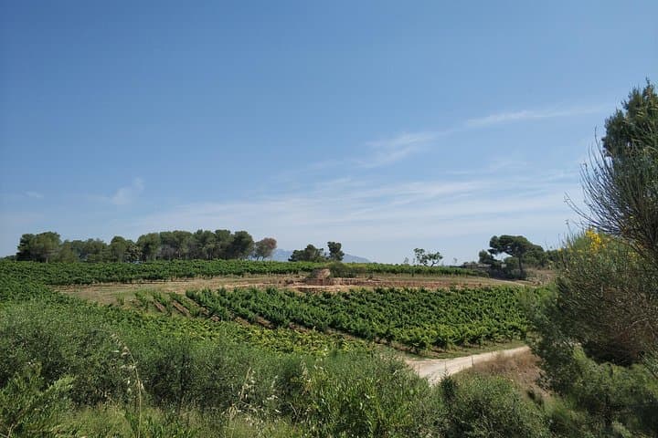 Penedes Landscape
