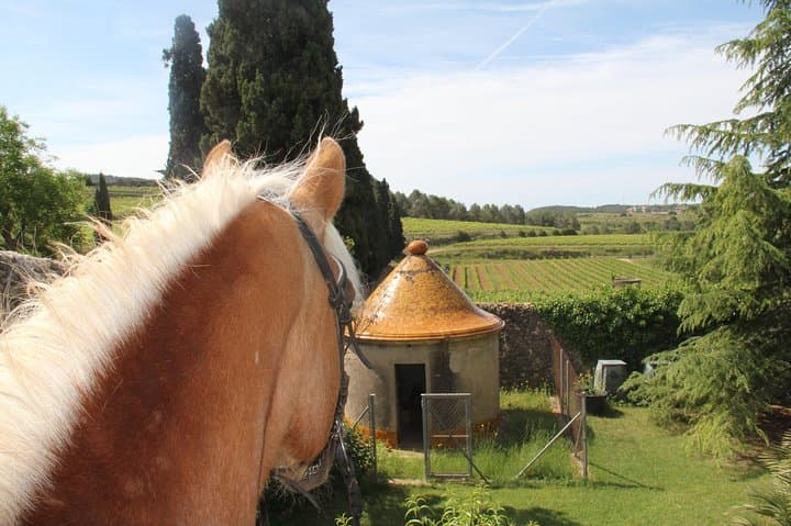 Horses well trained, easy ride