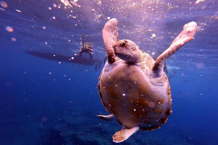 Tenerife Snorkeling Tour in turtle habitat