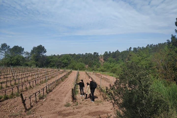 Half Day Private Wine & Oil Tasting Tour near Barcelona with hotel pick up