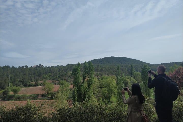 Half Day Private Wine & Oil Tasting Tour near Barcelona with hotel pick up