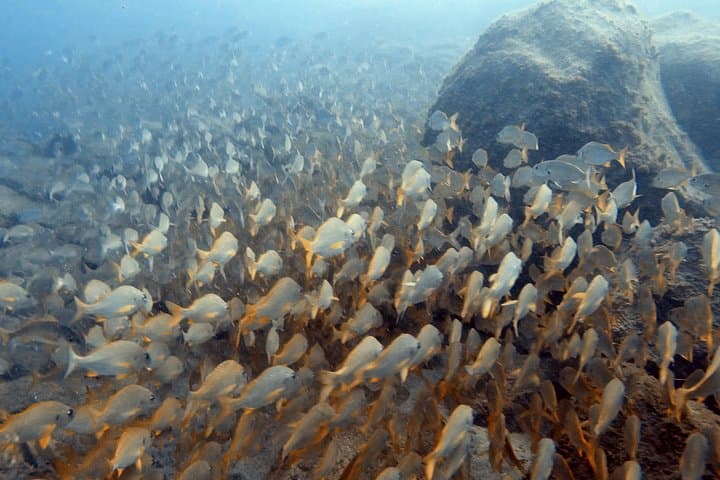 PADI Scuba Dive Course in Costa Adeje