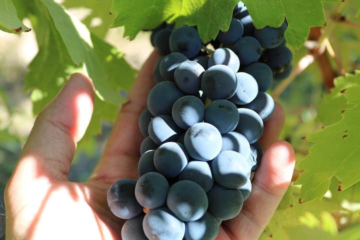 Wine Tasting Private Tour in Ribera del Duero from Madrid