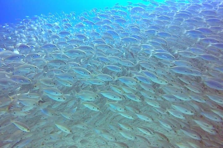 School of fish, Lanzarote
