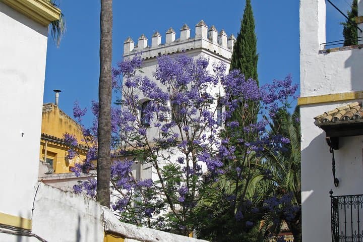 Seville in 1 day : Historic center, monuments and Jewry