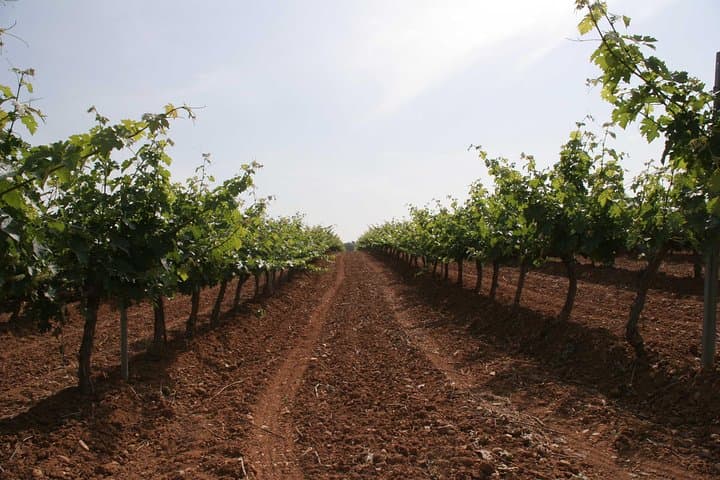 Visit and wine tasting with sausage and BODEGA PIRINEOS cheese