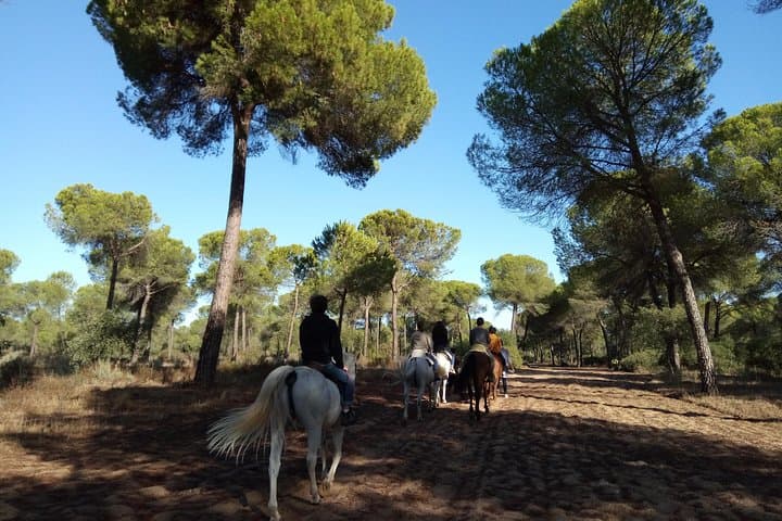Horseback Riding Experience in Aljarafe, Doñana park from Seville