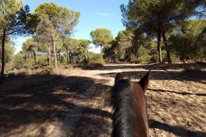 Horseback Riding Experience in Aljarafe, Doñana park from Seville