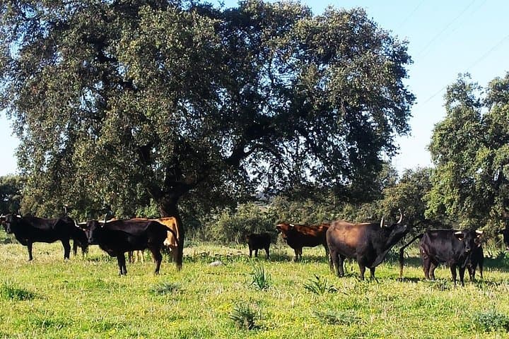 Bull Breeding Farm: Guided Half-Day Tour from Seville
