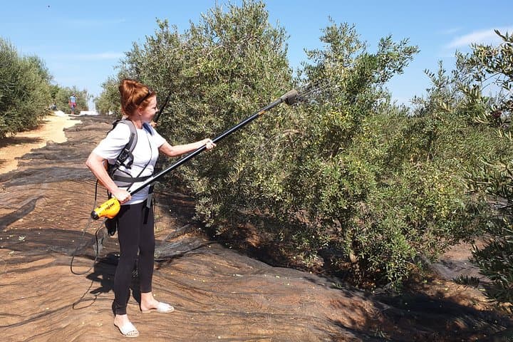 Olive Oil Farm Tour with Tasting from Seville