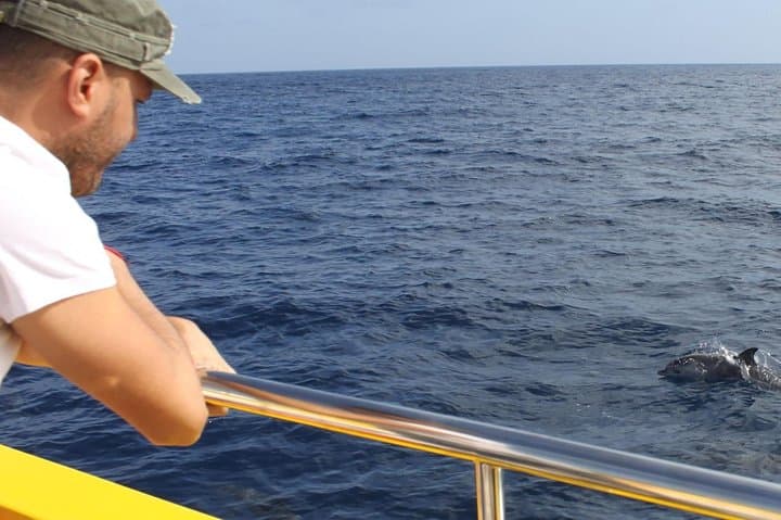 Dolphin sightings