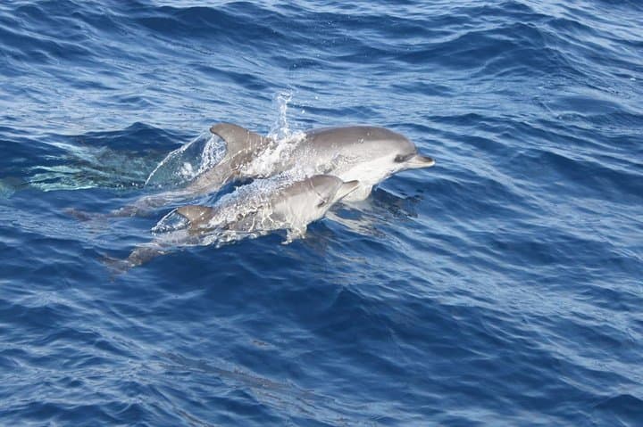 Dolphin sightings