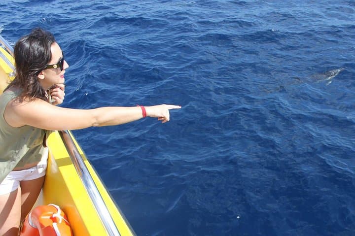 Dolphin sightings