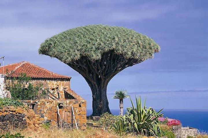 Dragon tree - Drago Milenario