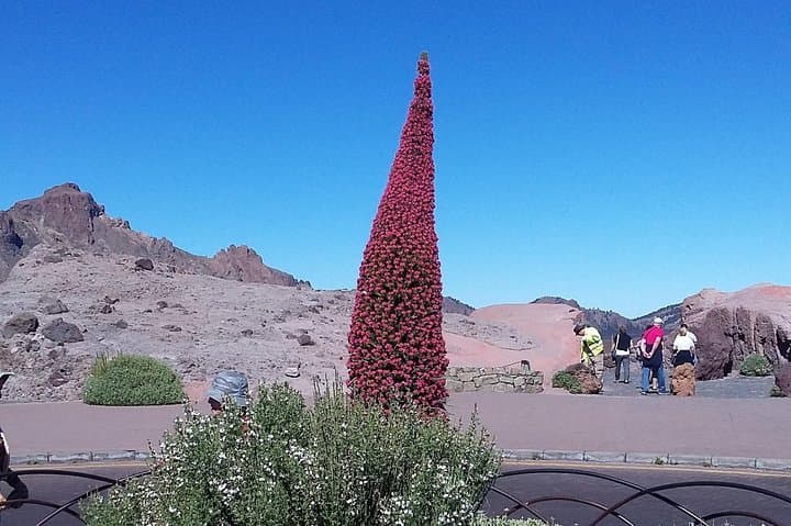 Tajinaste - endemic plant of Teide