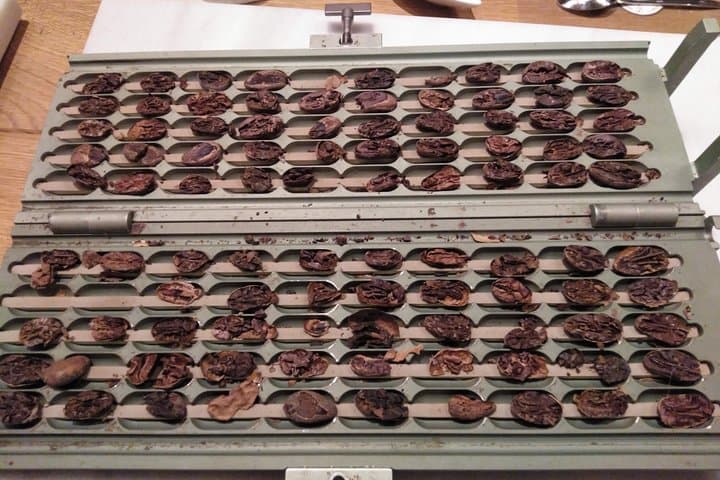 cocoa beans.