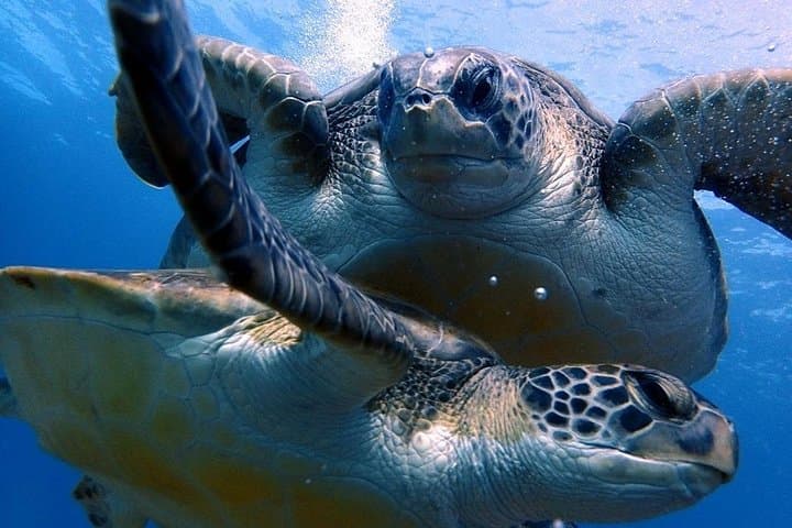 Discover Scuba Diving - Try it for the first time!
