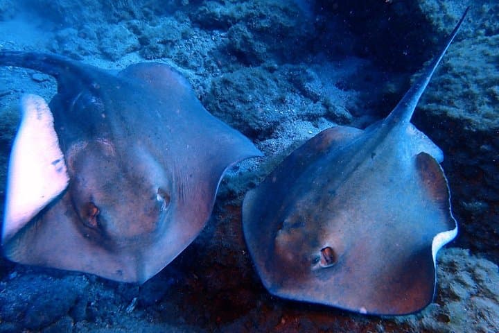 Discover Scuba Diving - Try it for the first time!