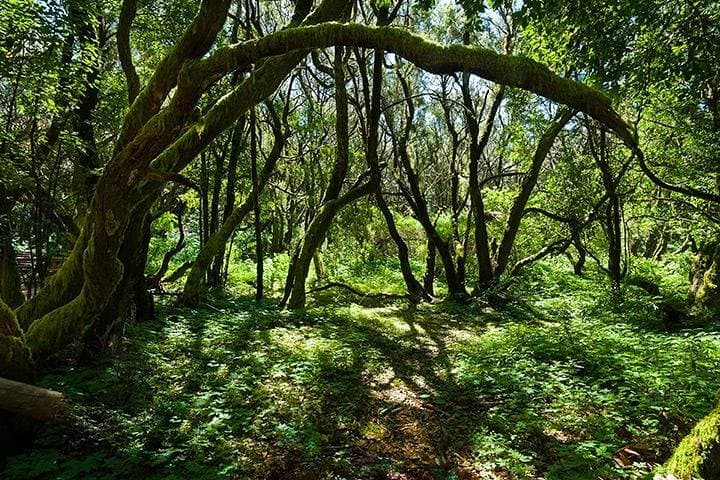 La Laguna Garajonay National Park