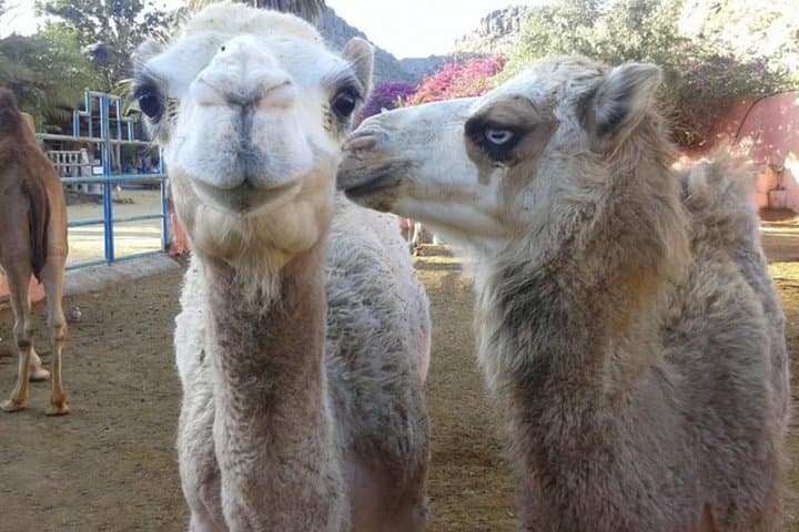Camel Safari through the Dunes of Maspalomas