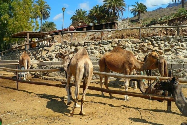Camel Safari through the Dunes of Maspalomas