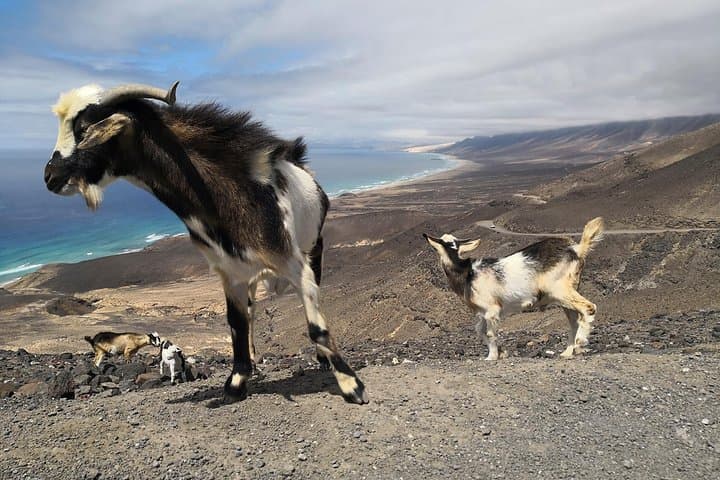 Fuerteventura: Cofete Beach and "Villa Winter" VIP Tour