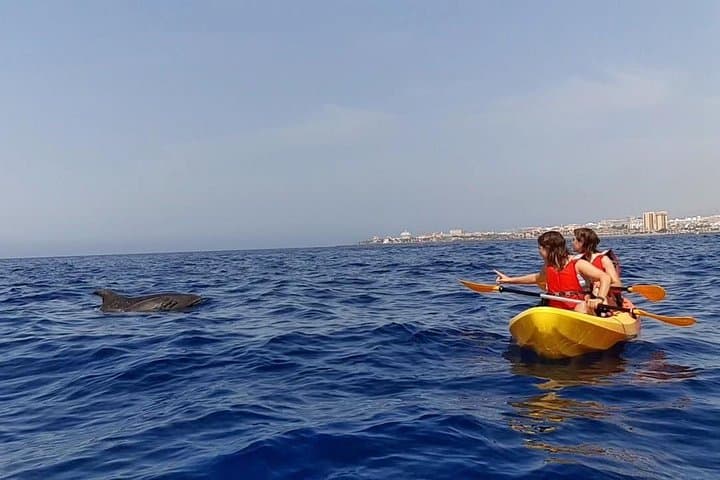 Kayak Safari with Dolphin and Turtle Watching from Los Cristianos