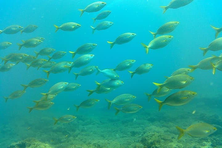 Beautiful marine life in our local snorkeling sites!