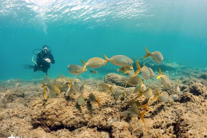 Certified dives in Tufia, a dive site on the East coast of Gran Canaria!